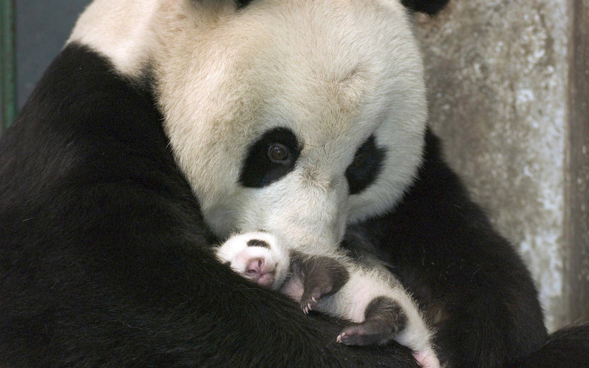 Panda Baby Animals Wallpapers
