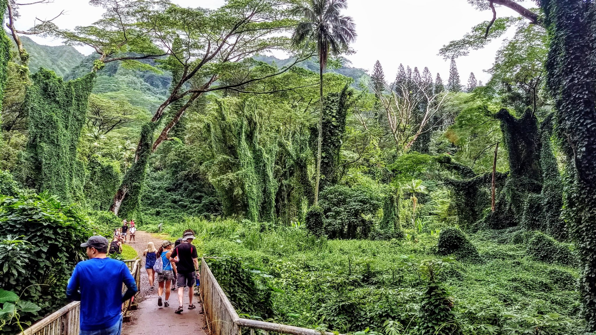 The Best Guide To Manoa Falls