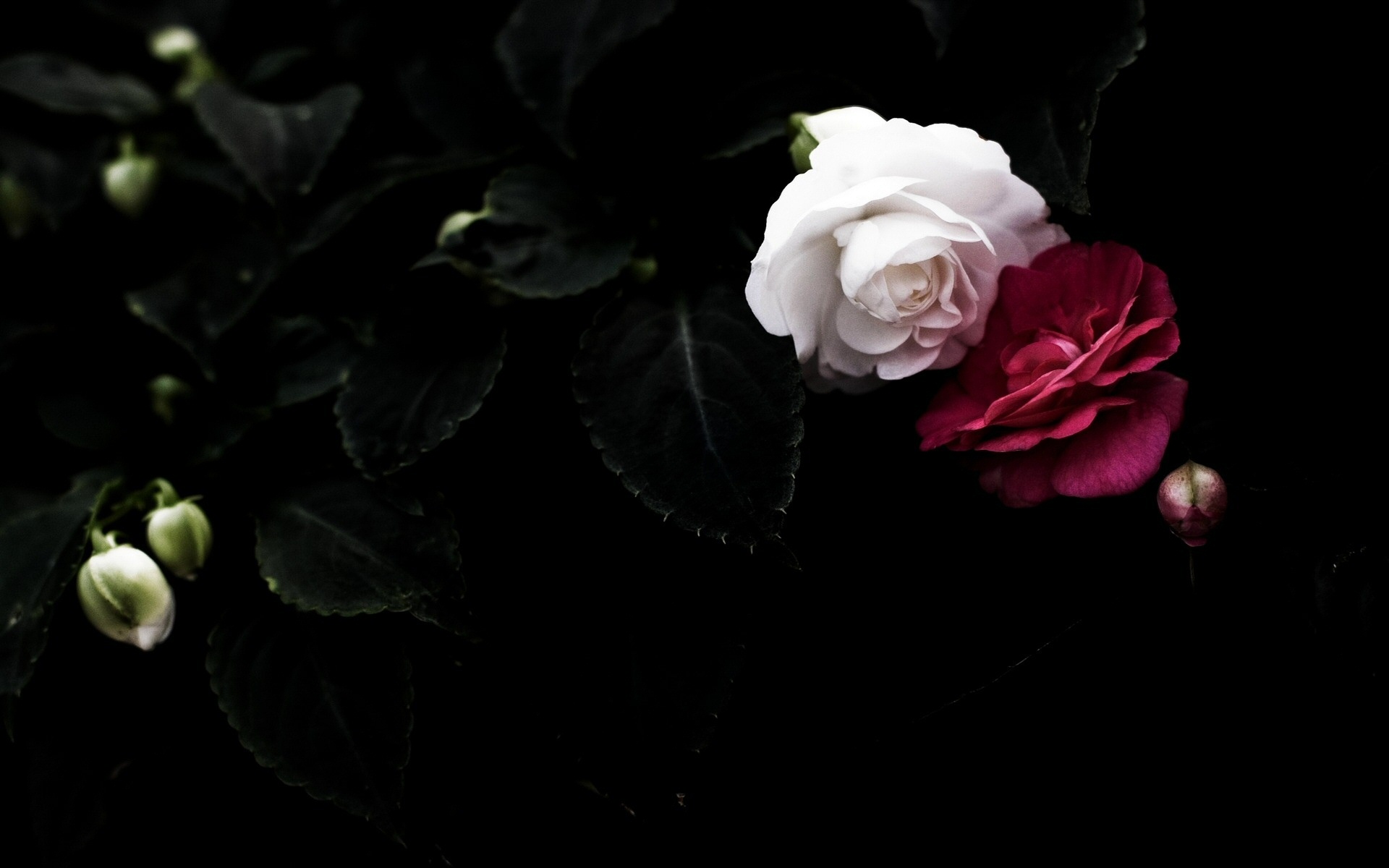 Roses Wallpaper black white leaf pair white red petals roses