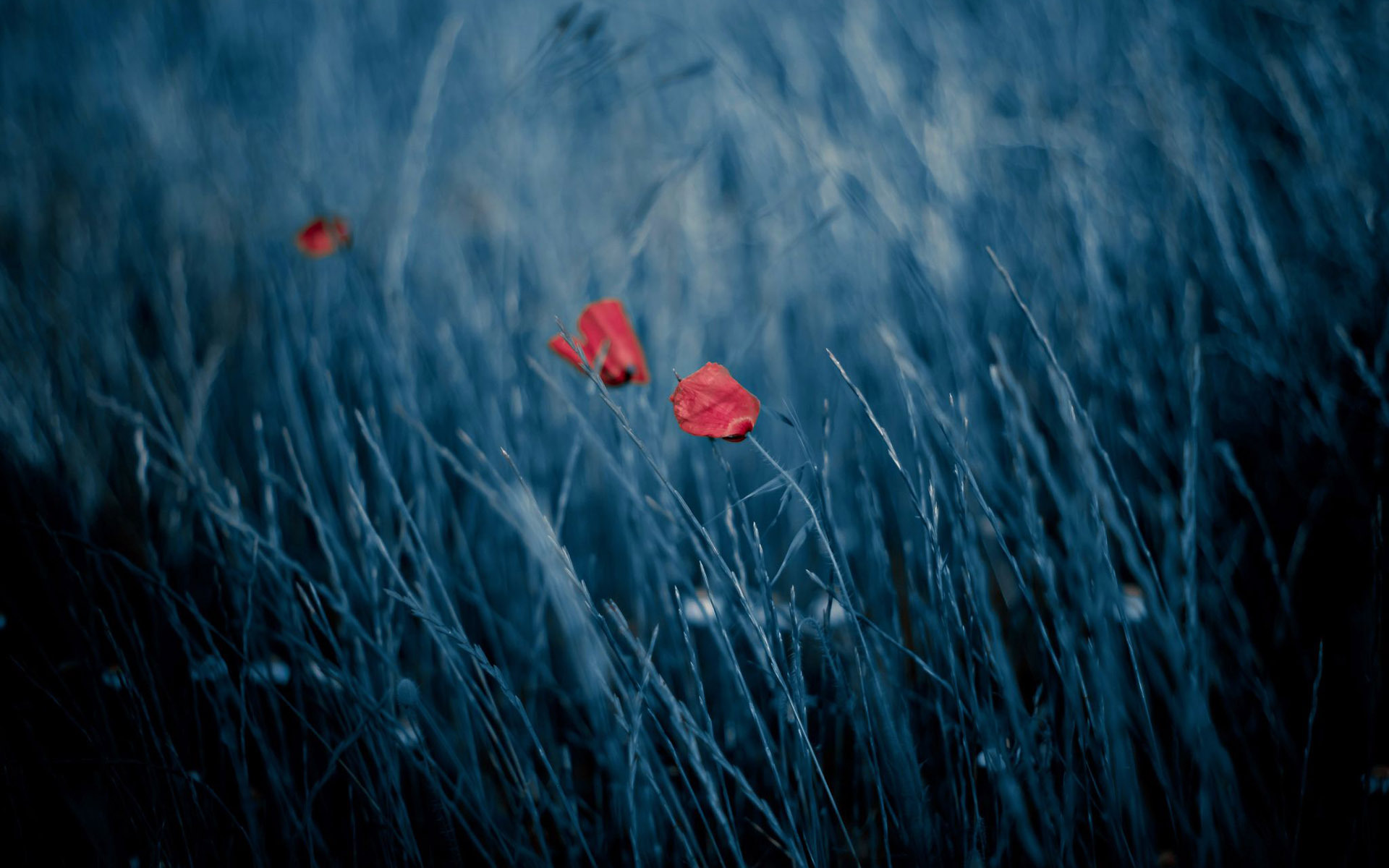 Poppies in the wind wallpaper 18665 1920x1200
