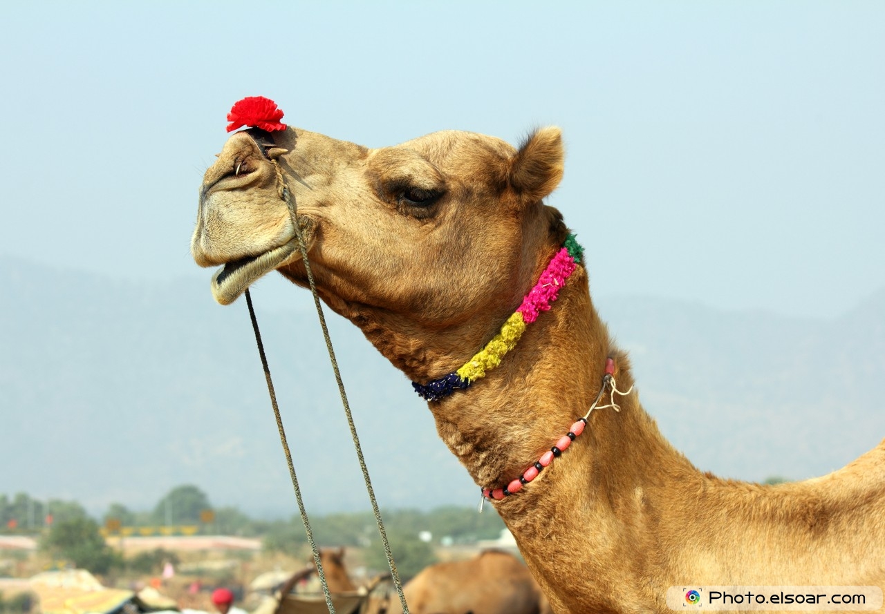 Camels In The Desert Photos Wallpaper Elsoar