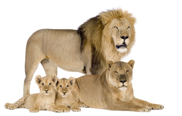 Lions Family Lion White Background Wallpaper Photos