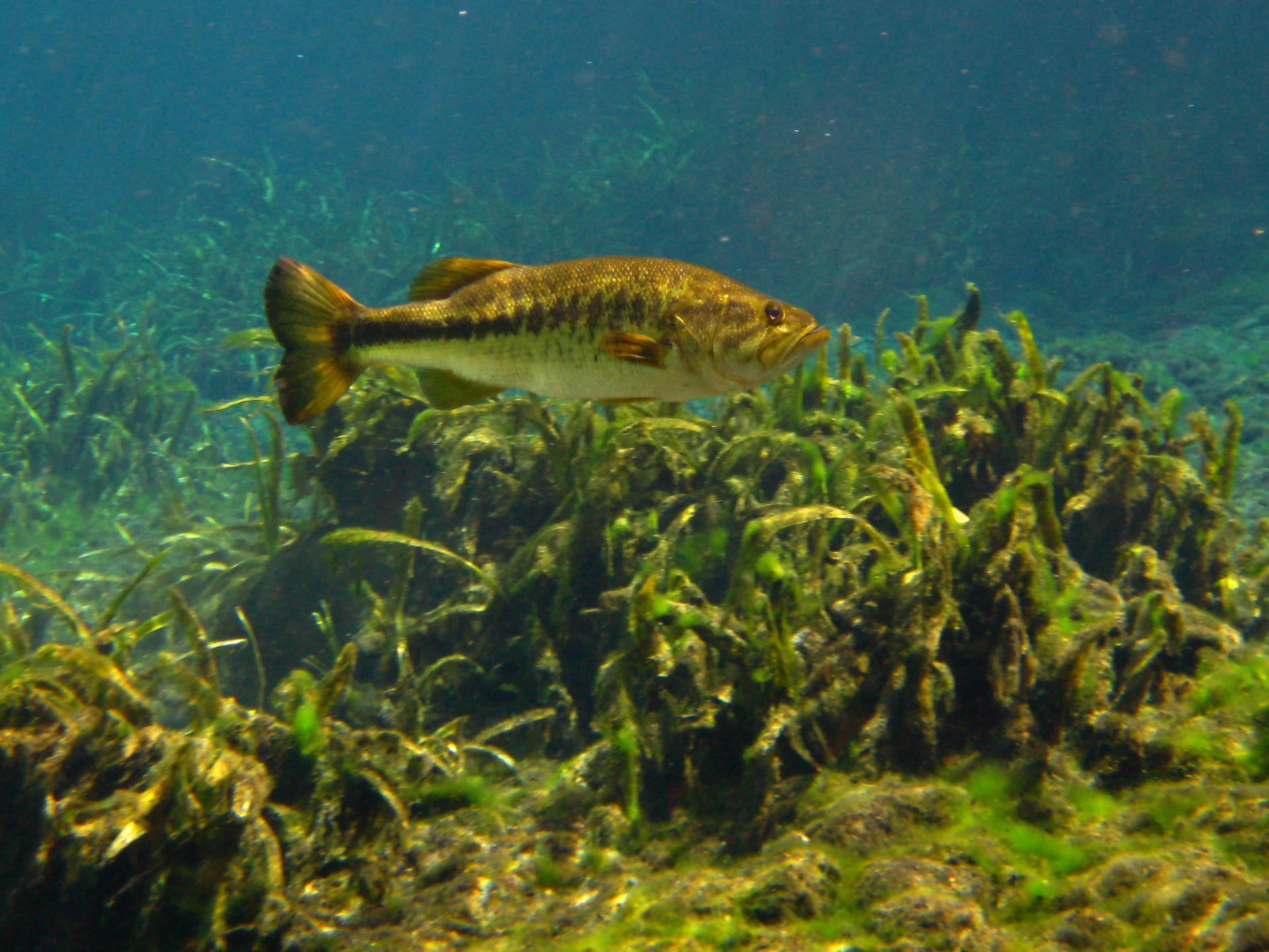 Largemouth Bass Fish Wallpaper Border The Saber Tooth Panythe