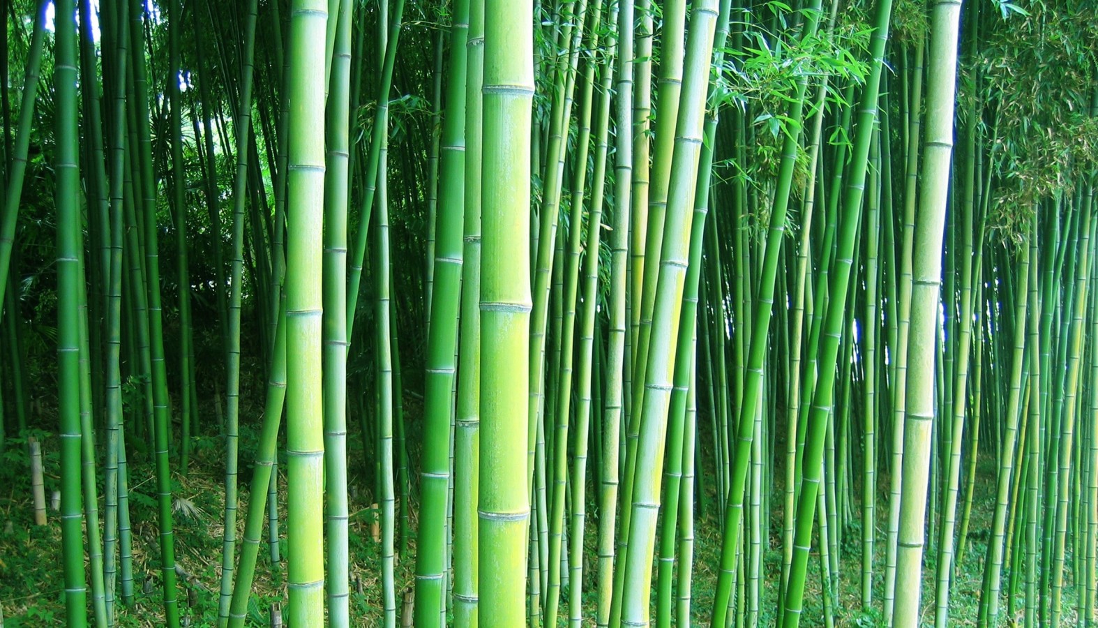 Wallpaper Bamboo Forest Trees Desktop In The