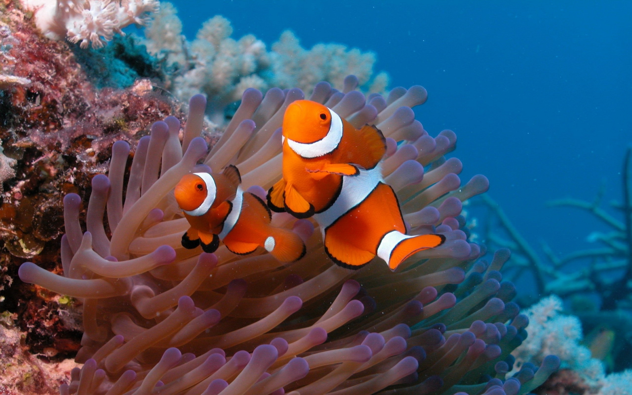 Fish Clownfish Coral Reef HD Wallpaper