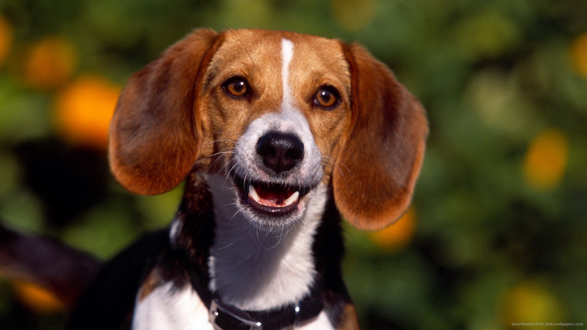 Funny Beagle Screensaver For Amazon Kindle