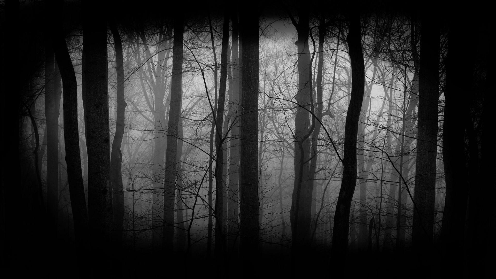 HD Dark Woods Wallpaper