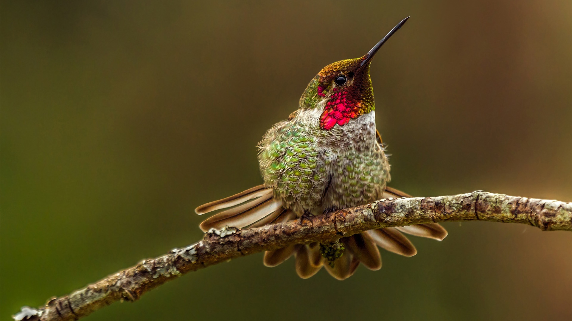 Hummingbird Desktop Background WeNeedFun
