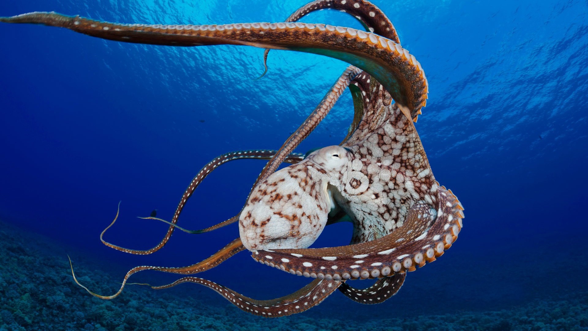 Octopus Wallpaper Image Photos Pictures Background