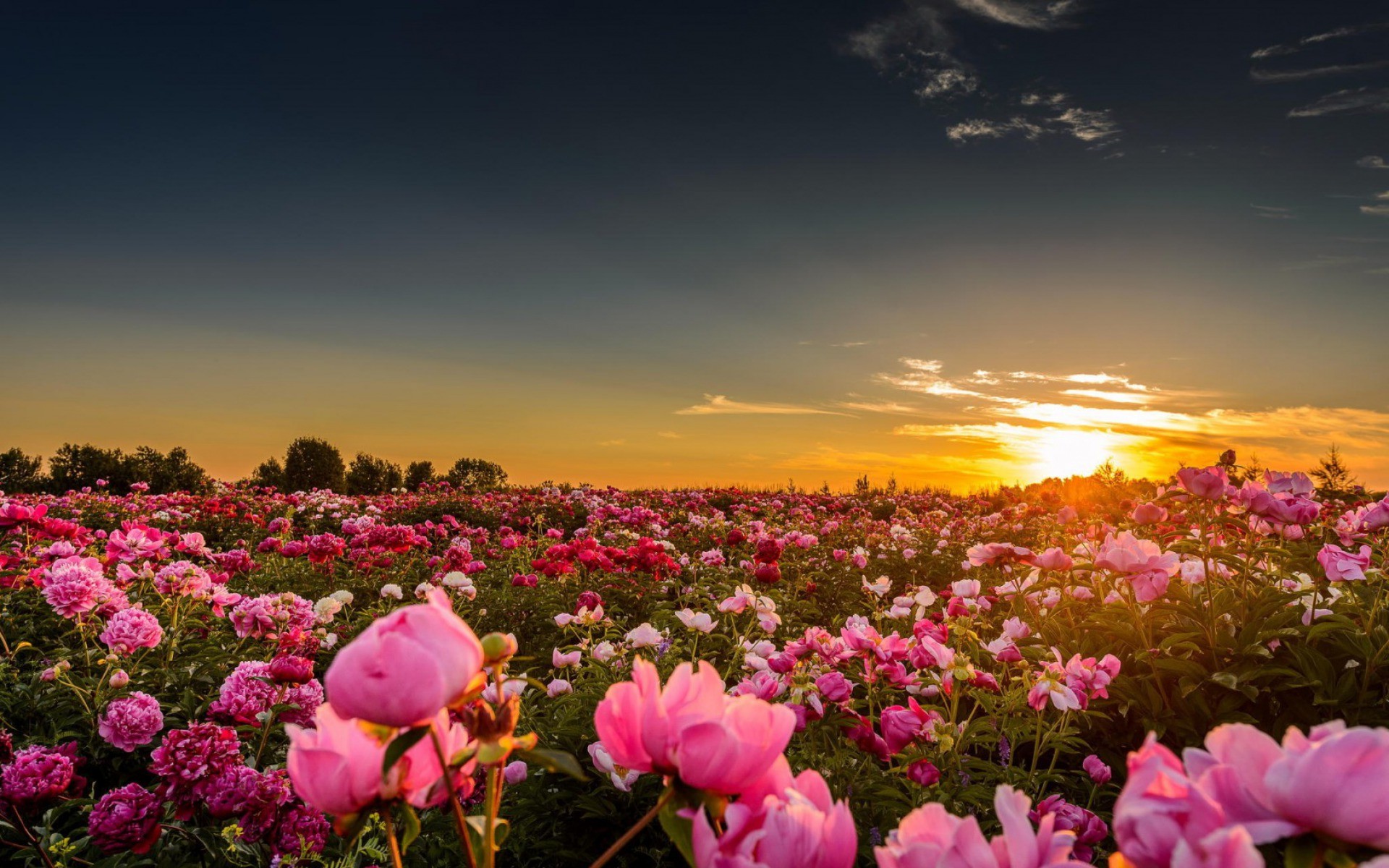 A breathtaking field of pink peonies at sunset. The vibrant blooms stretch as far as the eye can see, bathed in the warm golden light of the setting sun