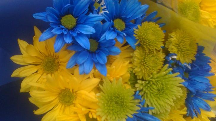 Blue And Yellow Flowers High Quality Resolution