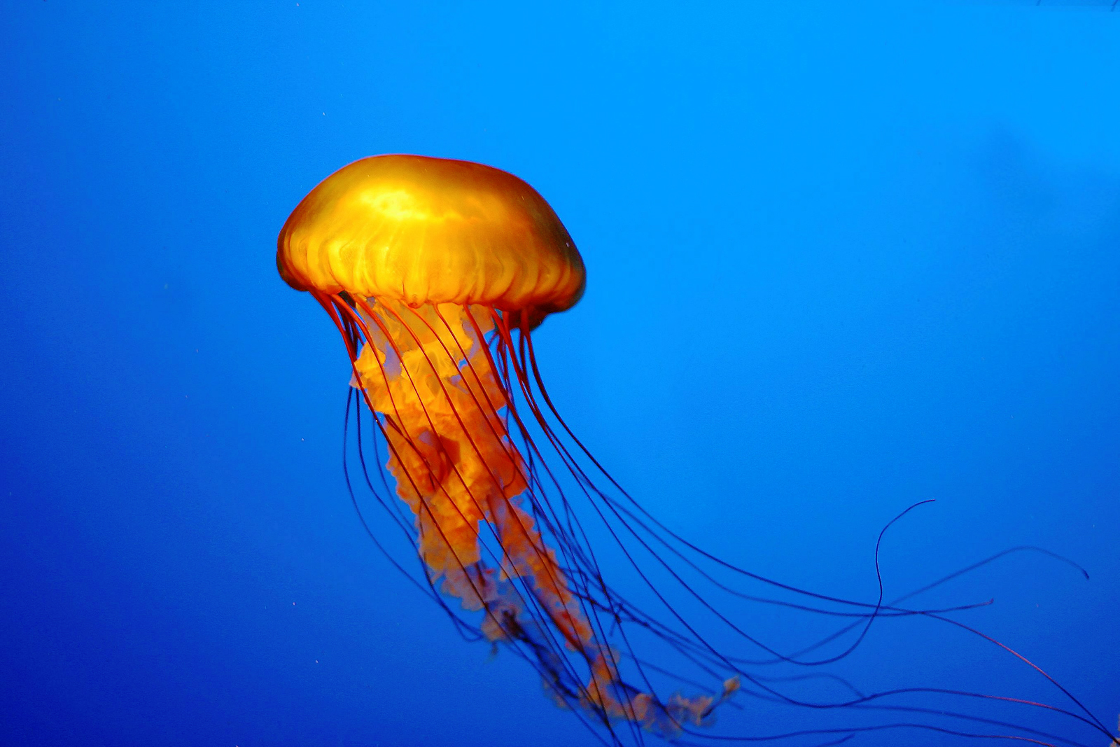 Jellyfish Underwater HD Wallpaper Nature