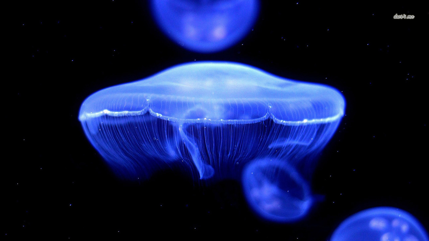Jellyfish Wallpaper Desktop Background Funny Doblelol