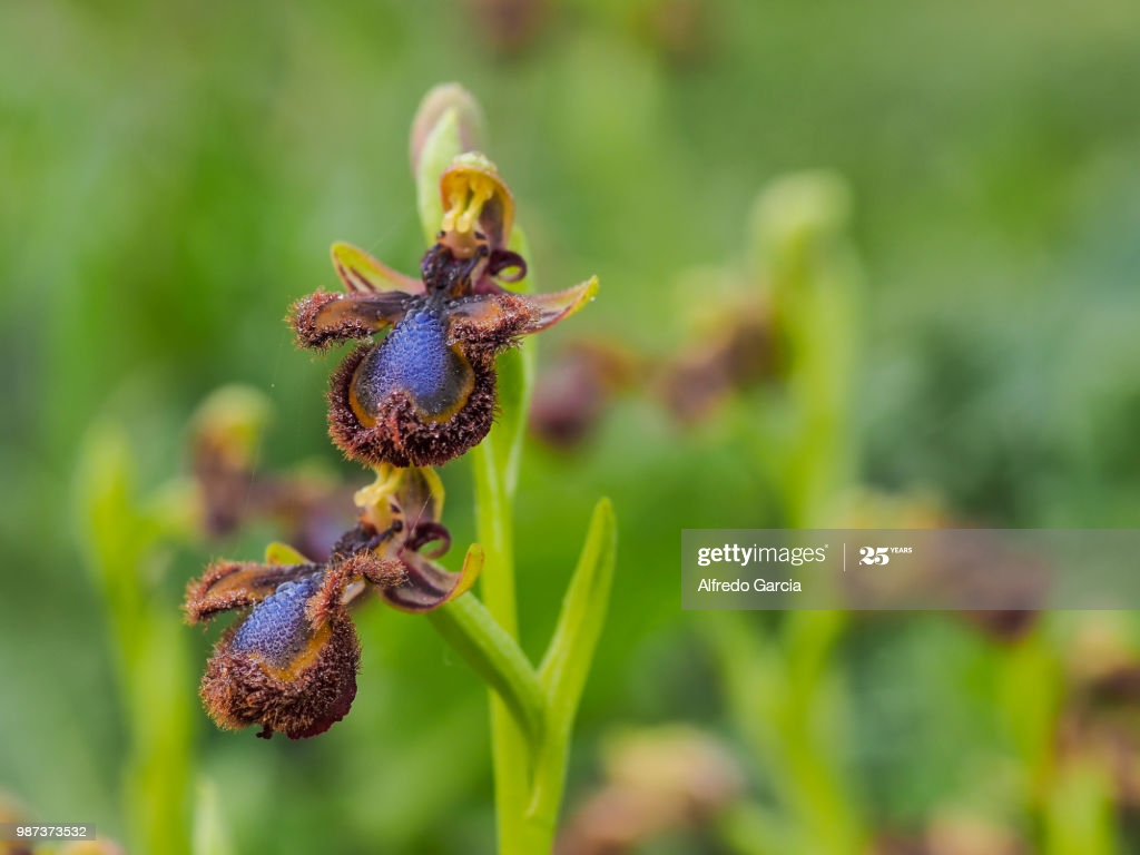 Ophrys Speculum High Res Stock Photo Getty Image
