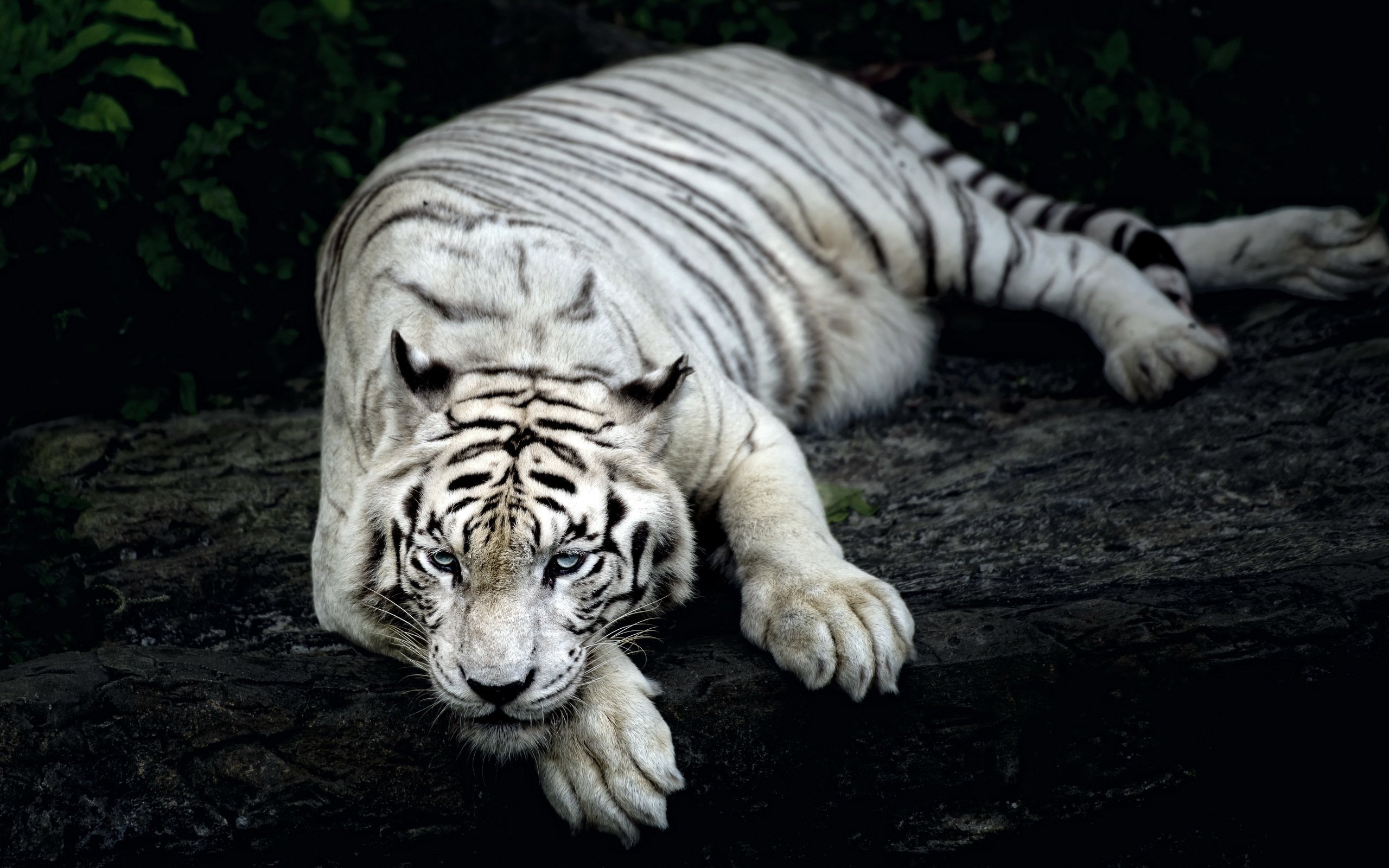 White Tiger Wallpapers Images Photos Pictures Backgrounds