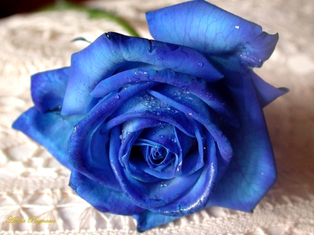 Flower Wallpaper Bloemen Blue Rose Camomile Flowers Beautiful