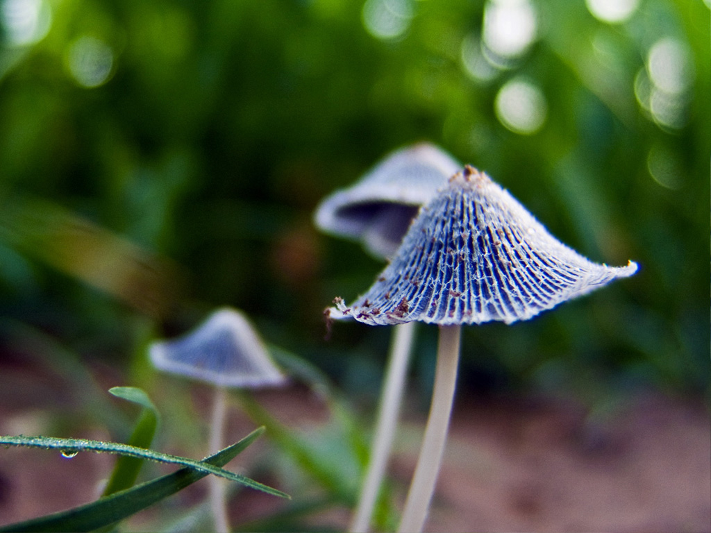 Mushroom Photo Plant Desktop Background Wallpaper