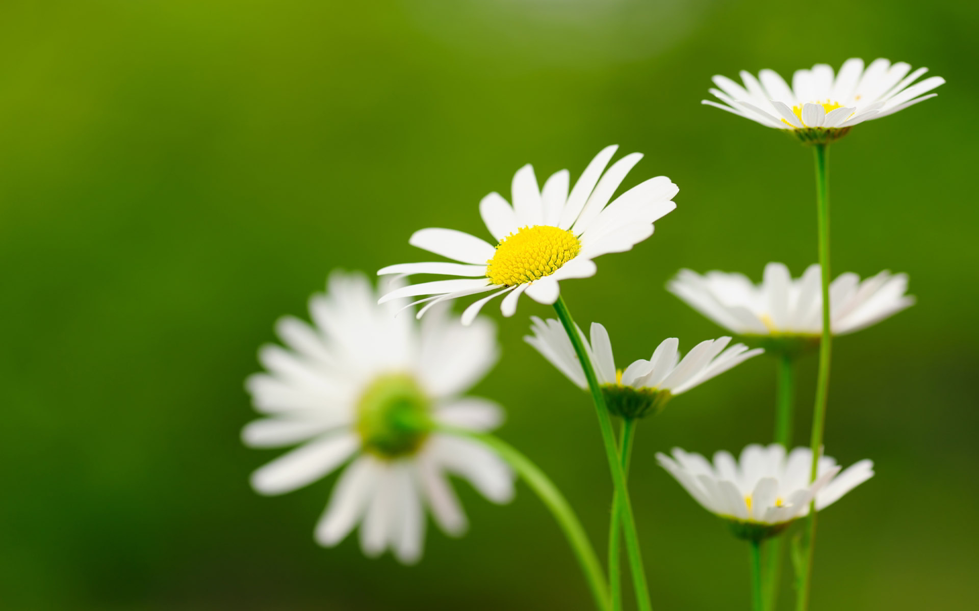 Daisy Flower Wallpaper HD Pictures One
