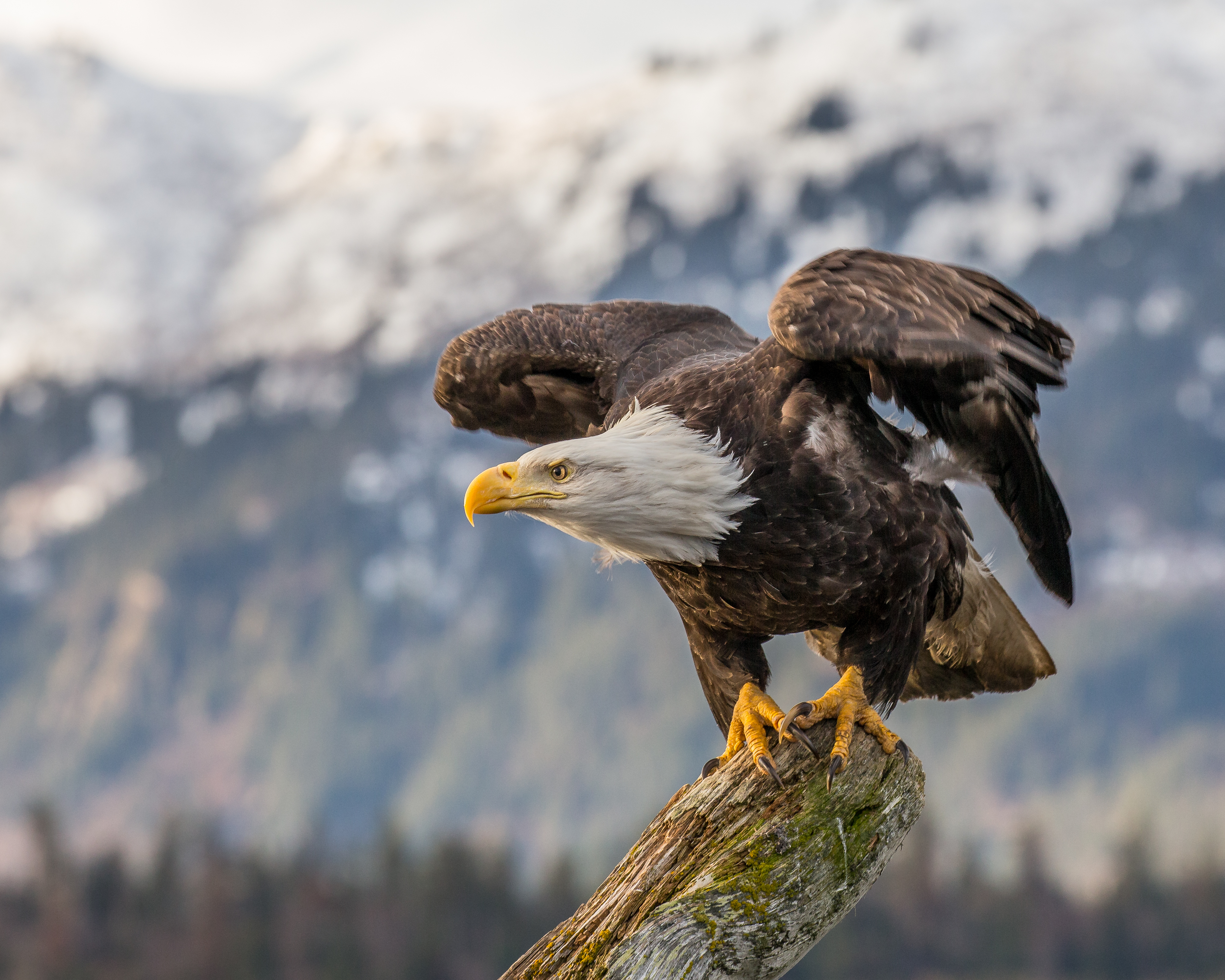 Bald Eagle 4k Wallpaper HD Birds Image