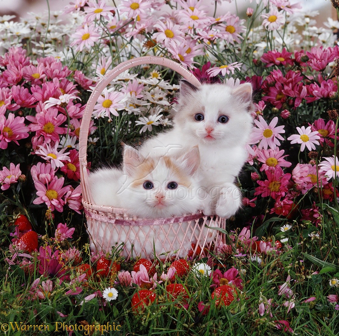 Wp08178 Ragdoll Cross Kittens In A Strawberry Basket After Emptying