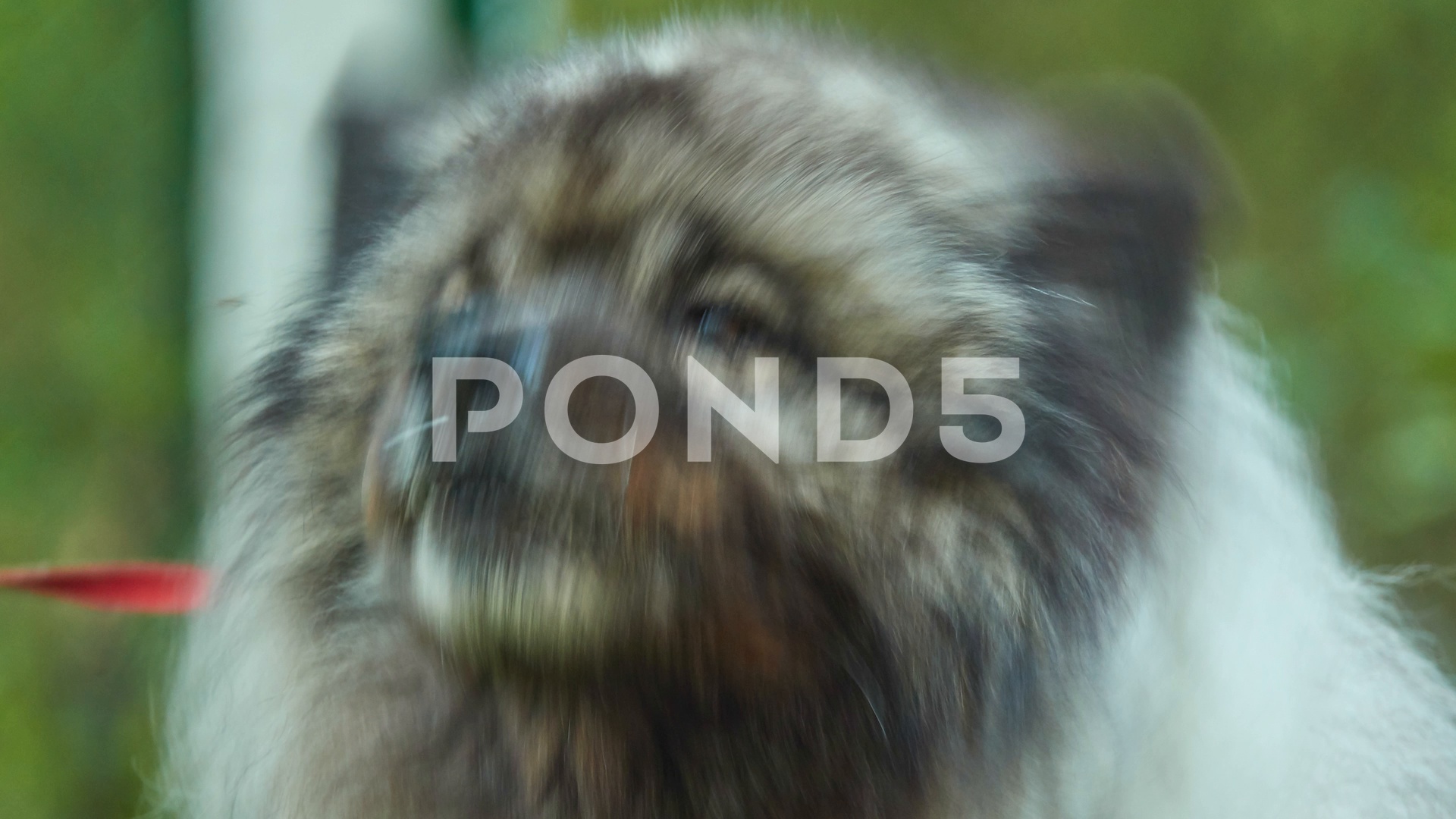 Keeshond Is Medium Sized Dog With Plush Two Layer Coat Video