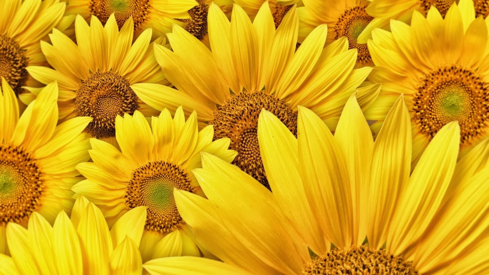 Yellow Sunflower HD Wallpaper In 1080p