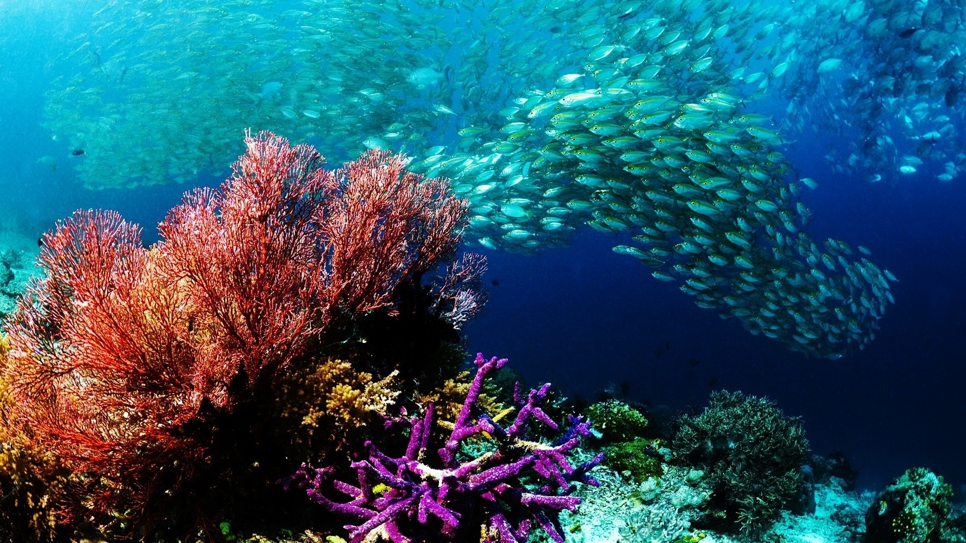 Fishes Nature Water Ocean Life Colors School Sea Reef