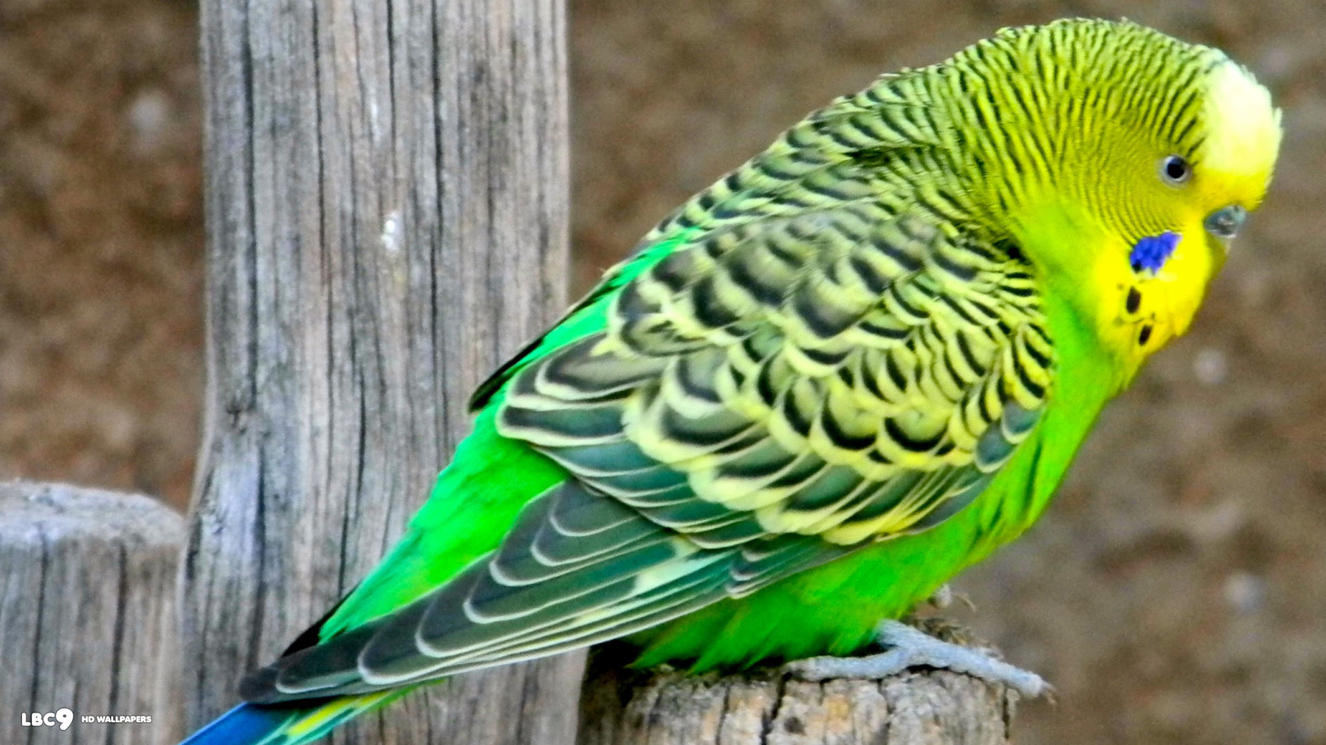 Budgie Wallpaper Birds HD Background