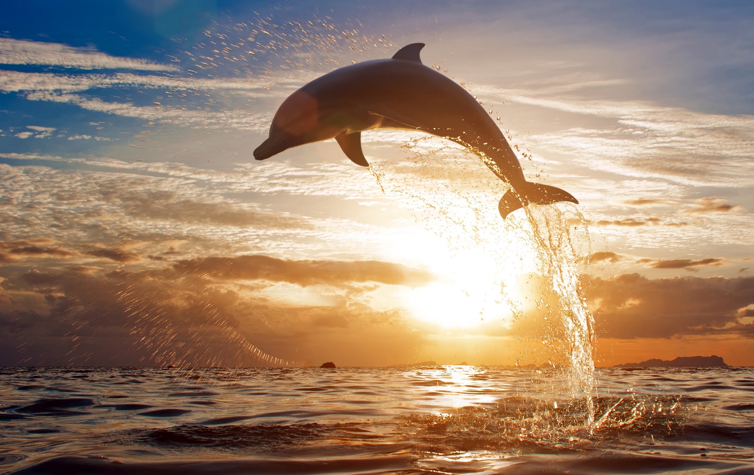 Daily Wallpaper Dom Of Dolphins I Like To Waste My Time