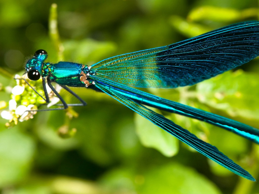 Dragonfly Turquoise Green HD Wallpaper Wallpaper13