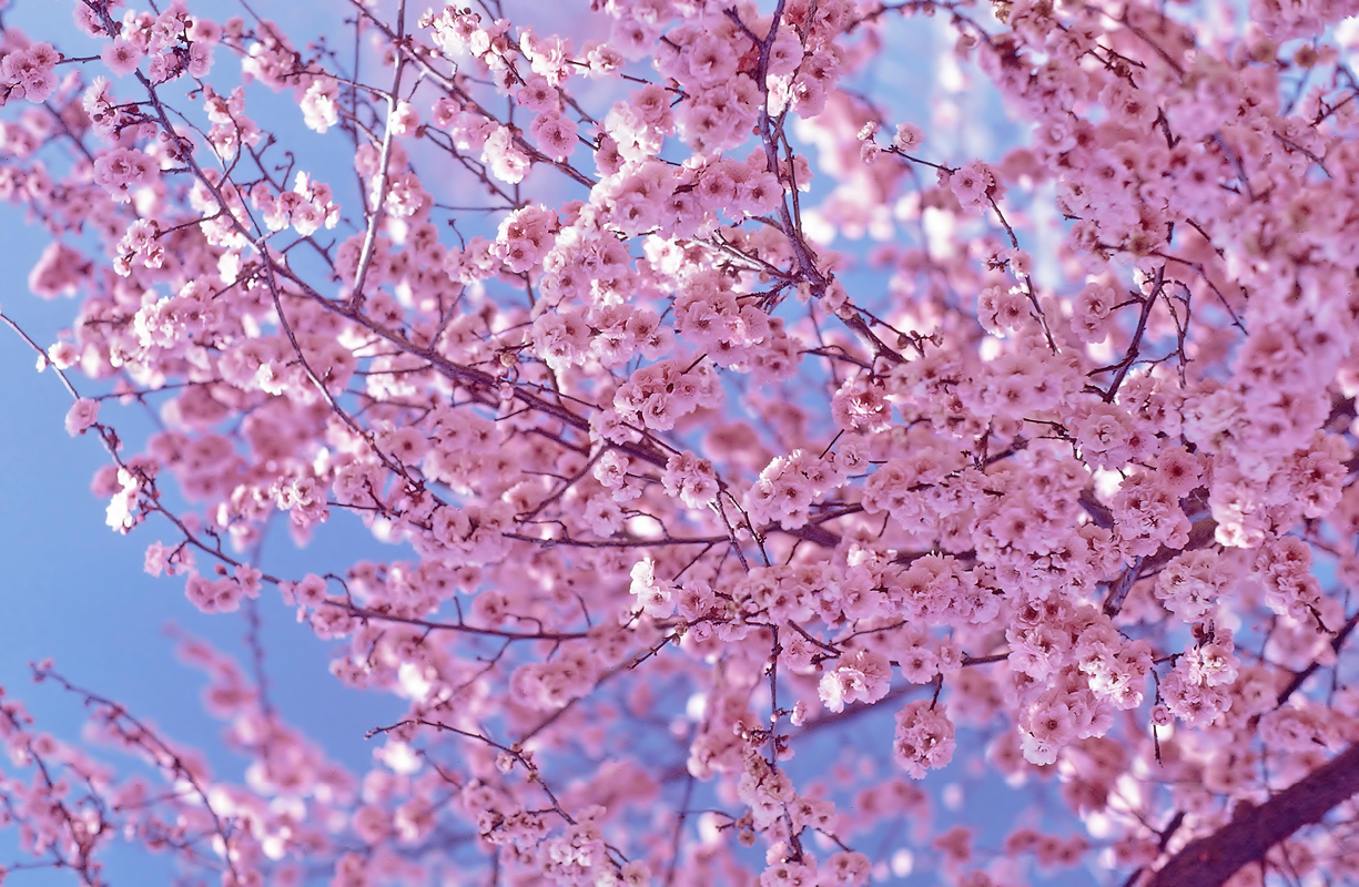 Beautiful Pink Cherry Blossom Wallpaper   Colors Photo 34590406