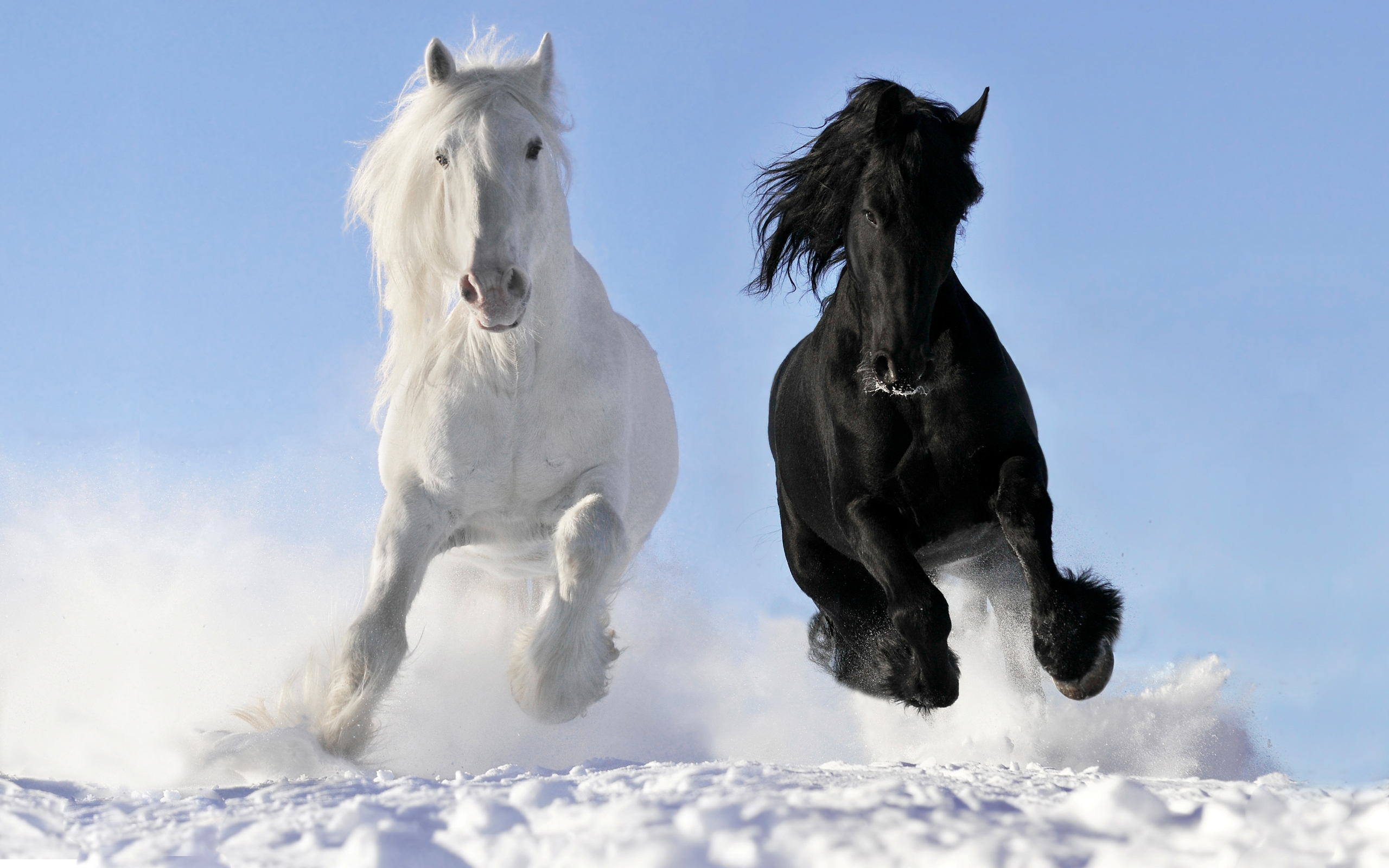 Two majestic horses, one white and one black, galloping through a snowy landscape under a clear blue sky