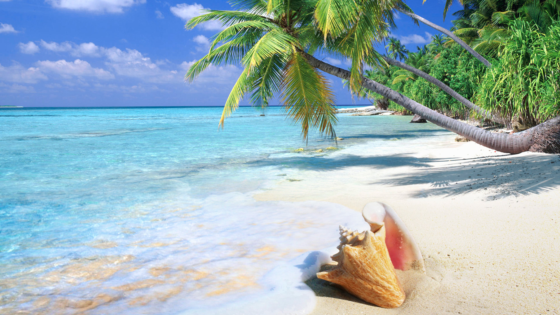 Free download hd wallpaper tropical beach shell wallpapers55com