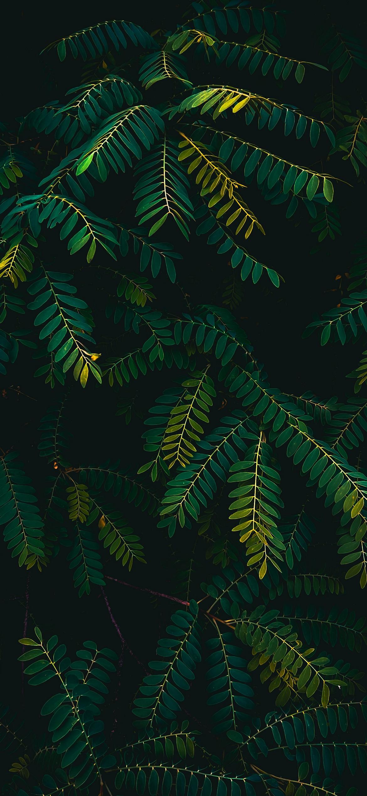 Wallpaper