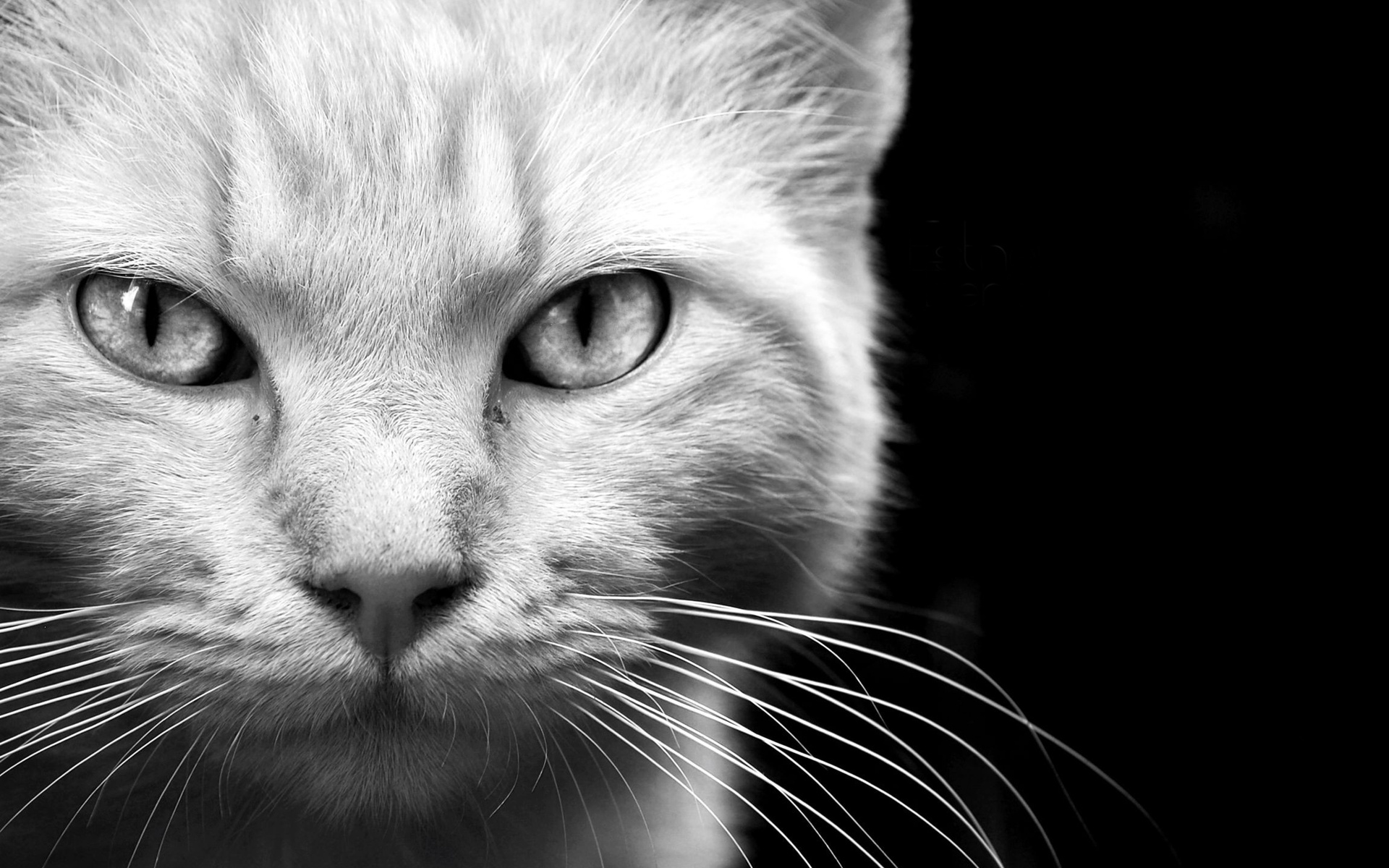 Animals Cats Felines Face Eyes Whiskers Fur Black White Wallpaper