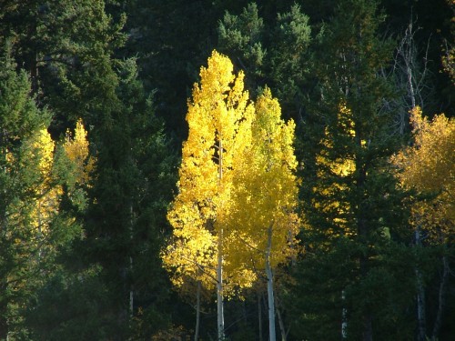 Fall Scenery Photo With A Splash Of Yellow And Gold Against Dark Green
