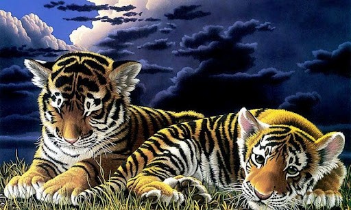 Beautiful Tiger Wallpaper Most Popular A