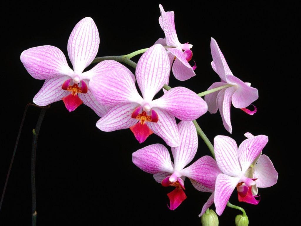 Precious White Orchid Wallpaper HD