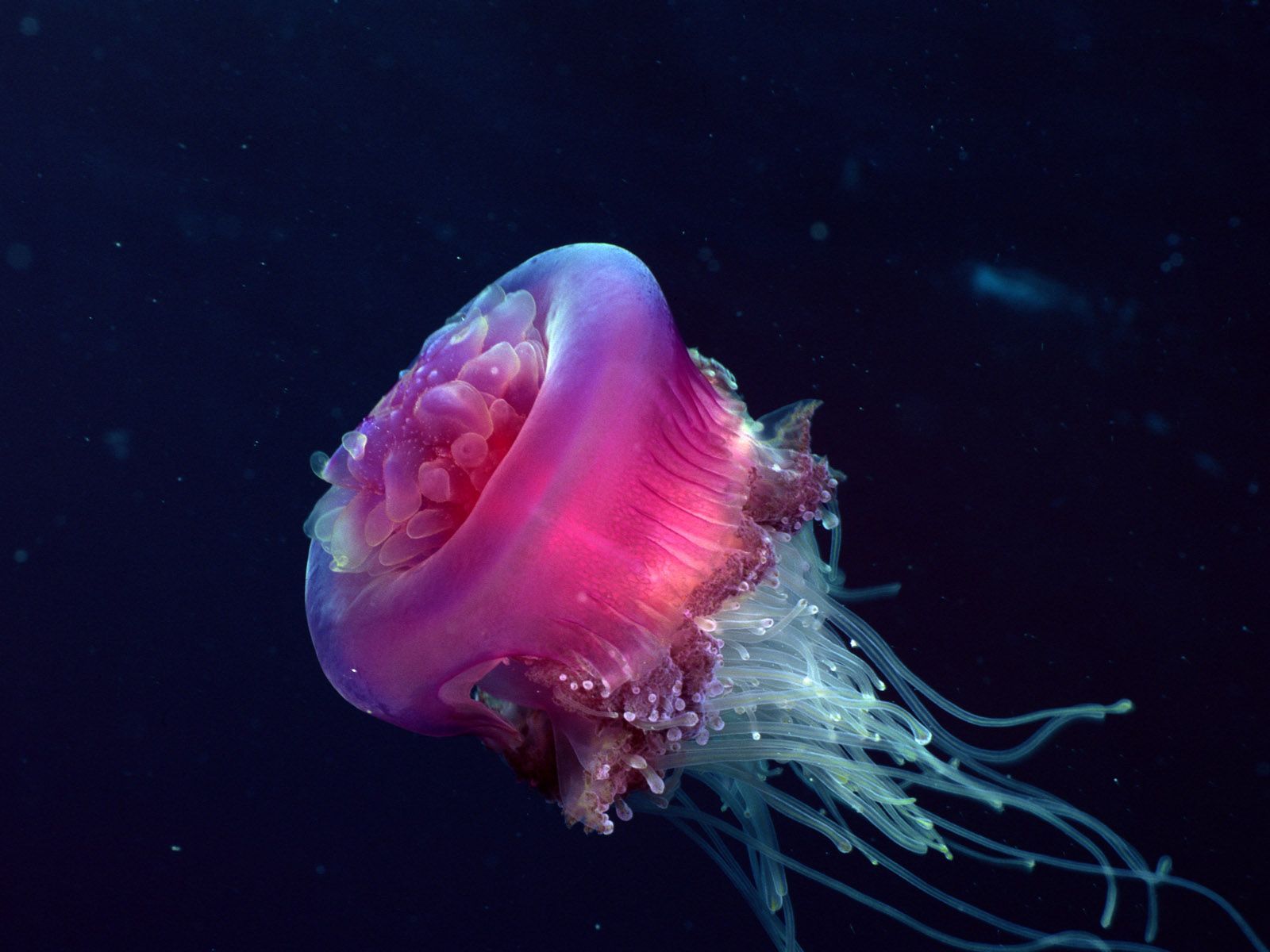 Animals Safaris Beautiful Dangerous Jellyfish Animal