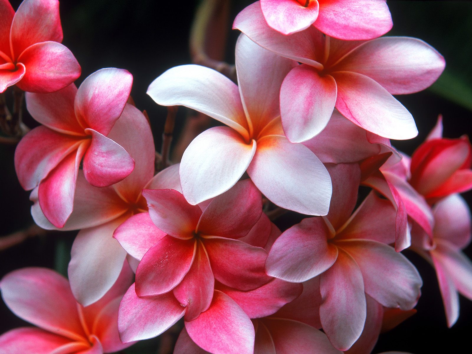 Hawaiian Flowers Wallpaper