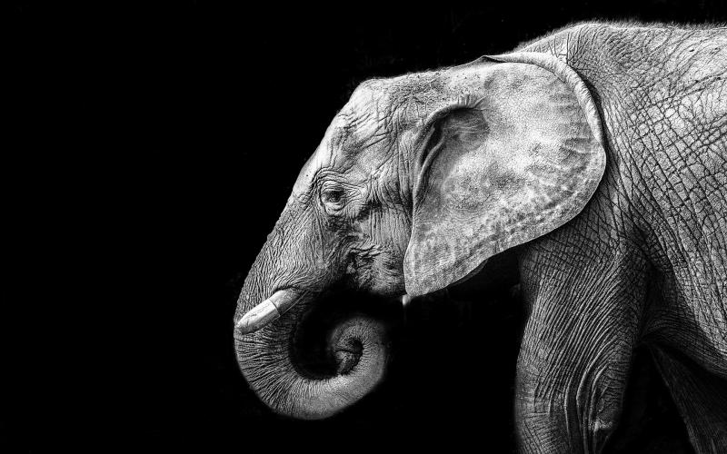 Elephant High Definition Wallpaper My HD