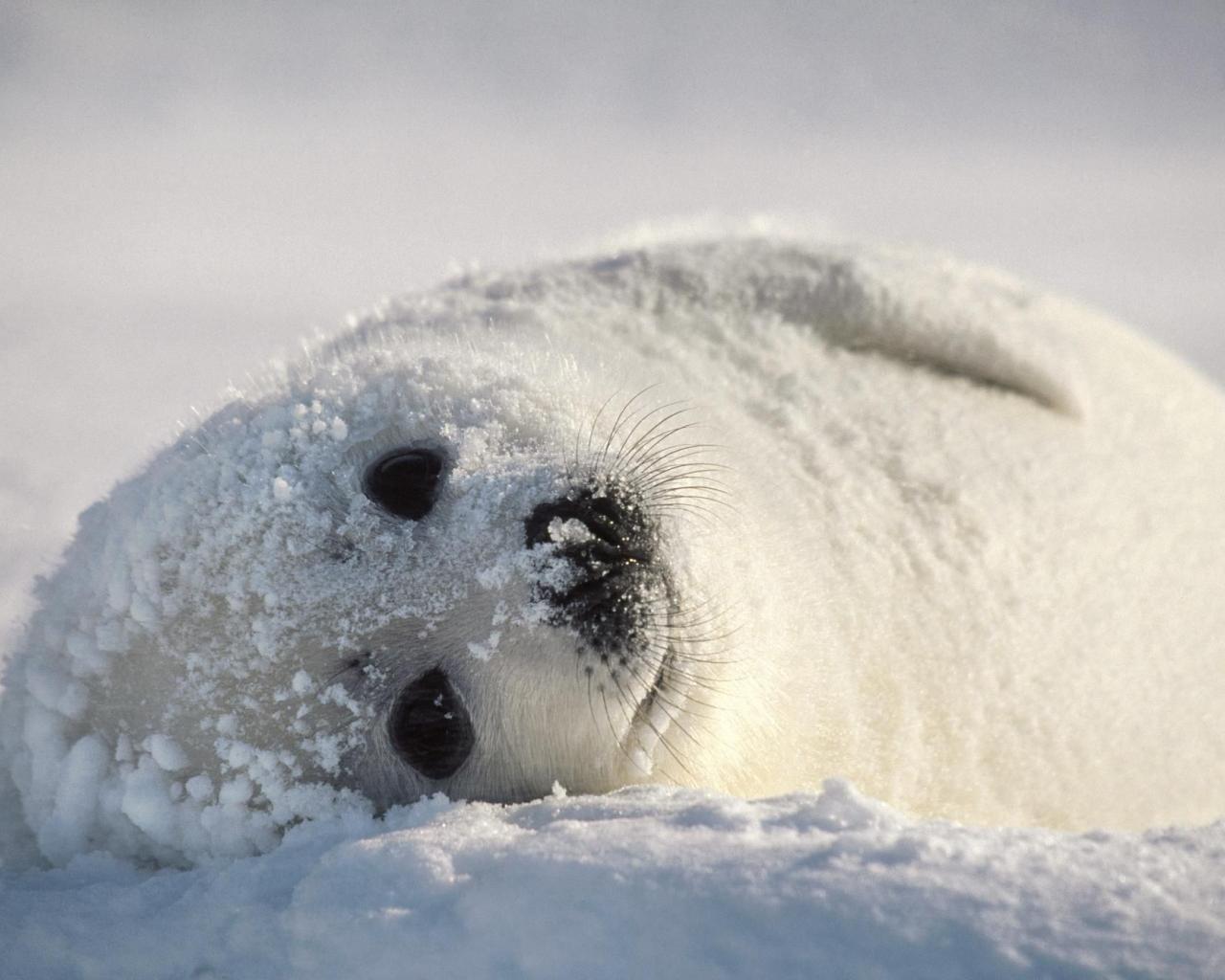 Animal Magic Seal Embracing Playfulness And Creativity Blessing