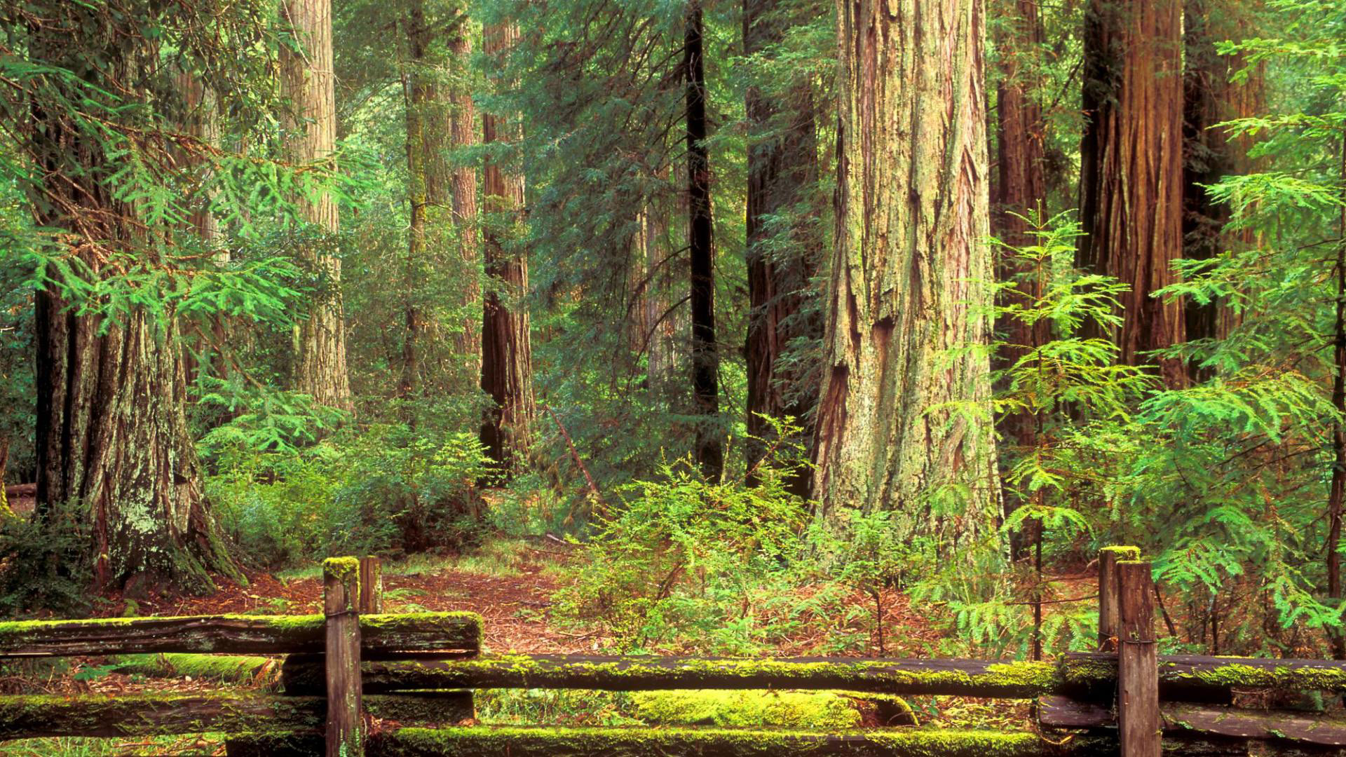 By Stephen Ments Off On Redwood National Park Wallpaper