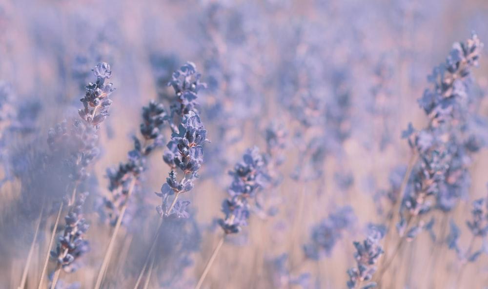 Blue Flowers In Tilt Shift Lens Photo Grey Image