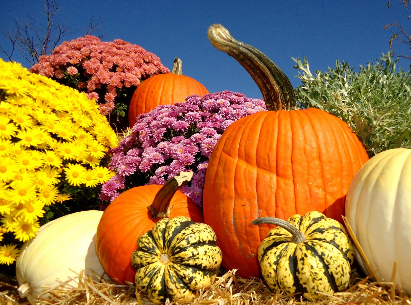 Fall Scenes With Pumpkins Letthetidepullyourdreamsashore
