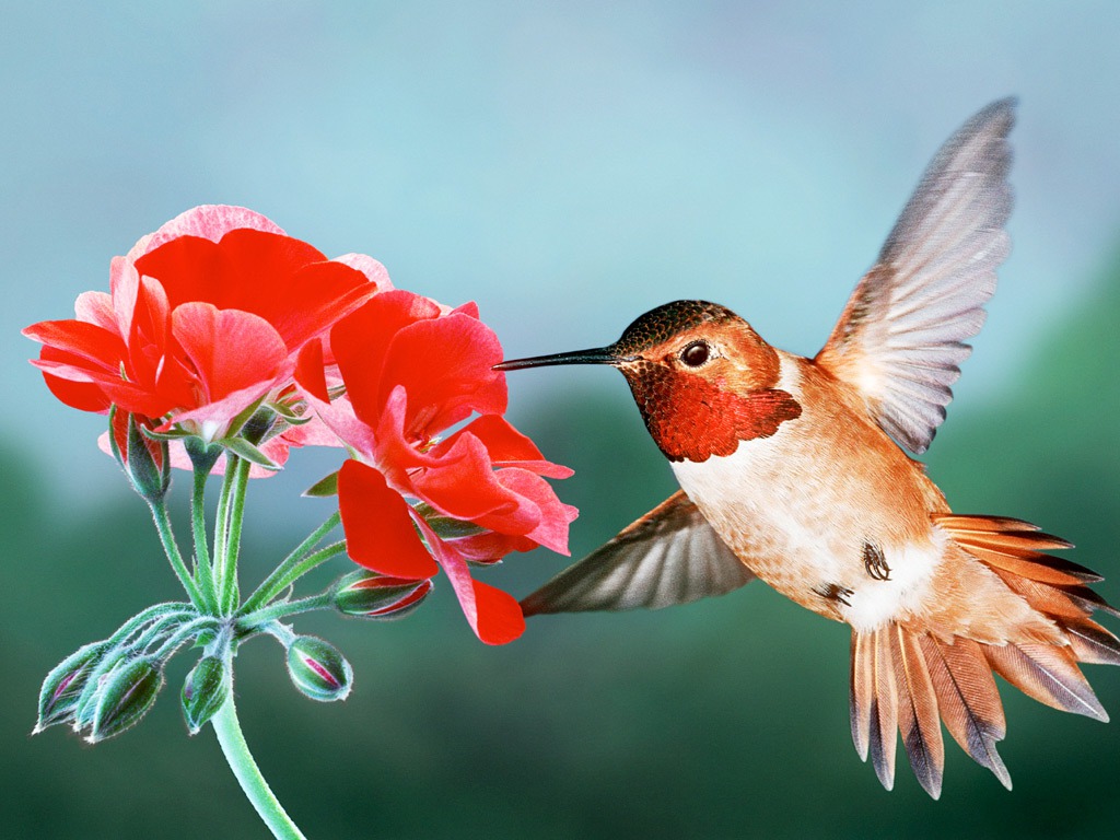 Hummingbird Bird Wallpaper HD