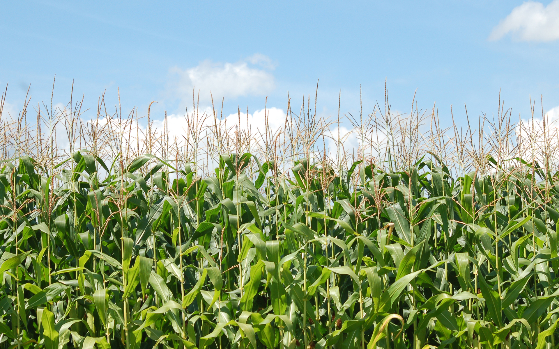 Moril Corn Field HD Wallpaper Background Image