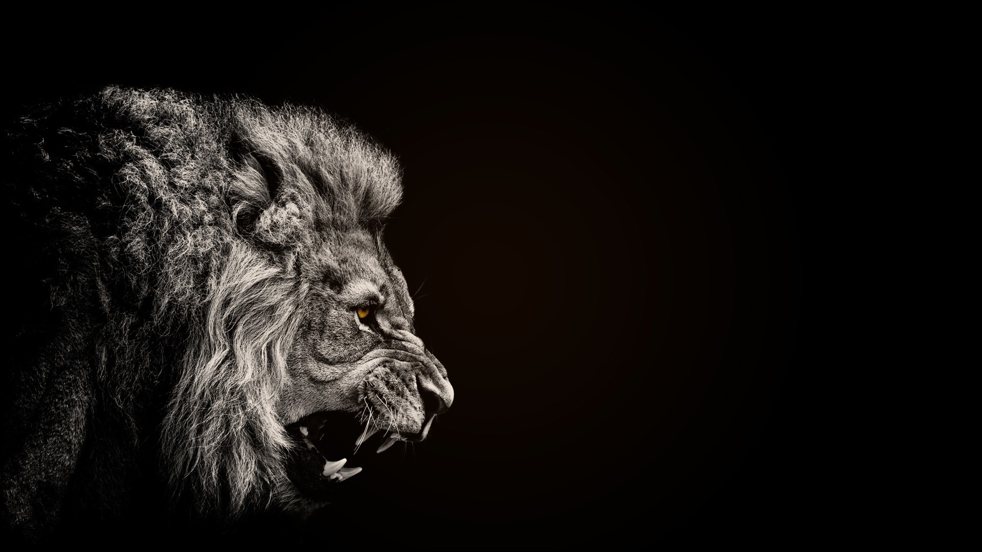 Black and white close-up of a roaring lion against a dark background