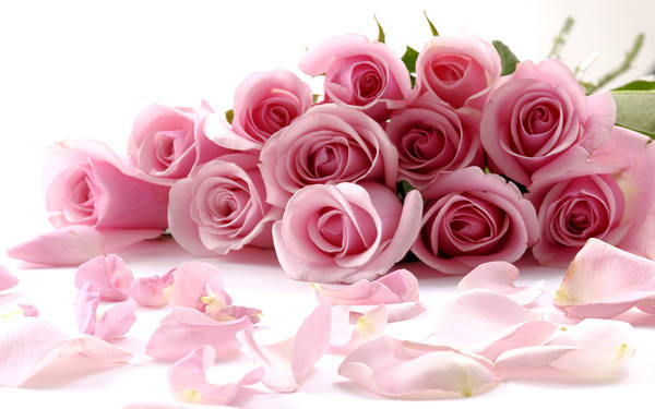 Delicate Beautiful Light Pink Roses Wallpaper