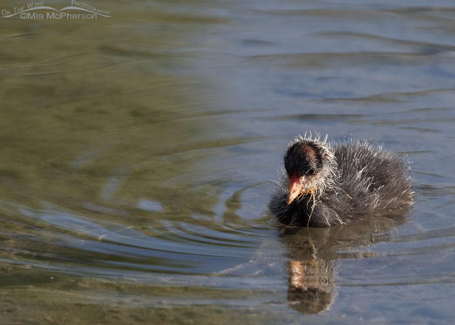 Baby American Coot Image On The Wing Photography